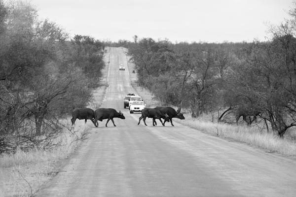 Travel Afrika Kruger Nationalpark Teil 3 S W